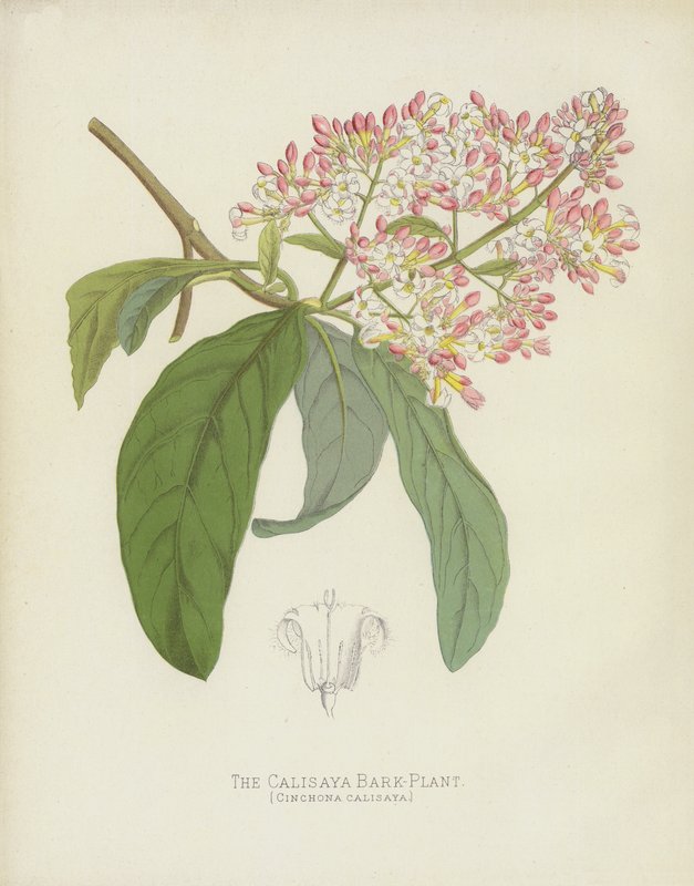 O Calisaya Bark-Plant, Cinchona Calisaya de English School