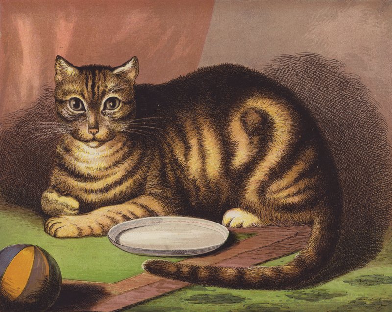 O gato de English School