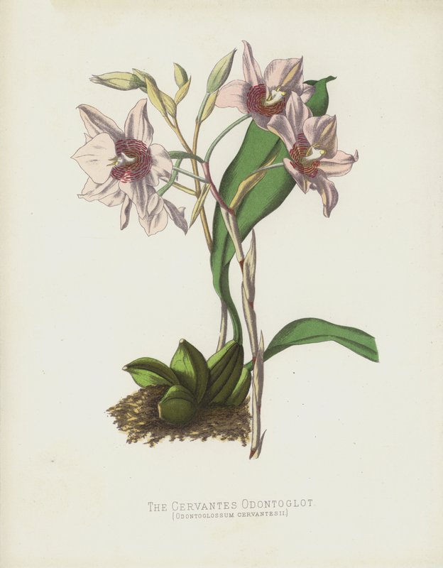 O Cervantes Odontoglot, Odontoglossum Cervantesii de English School
