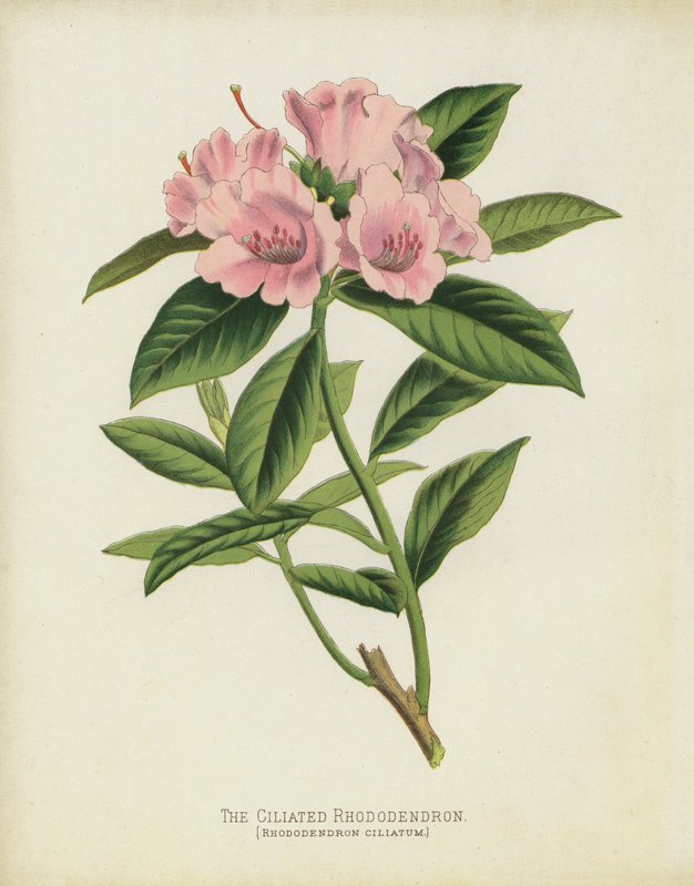 O Rhododendron Ciliated, Rhododendron Ciliatum de English School