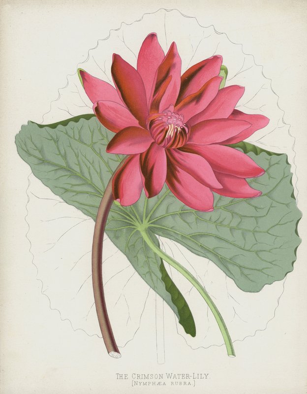 O Crimson Water-Lily, Nymphaea Rubra de English School