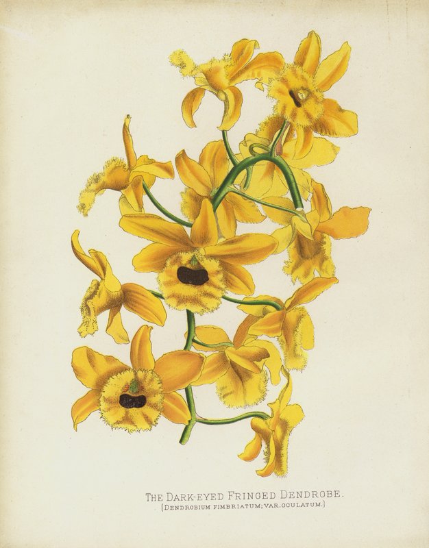 O Dendrobe De Franja De Olhos Escuros, Dendrobium Fimbruatum; var Oculatum de English School