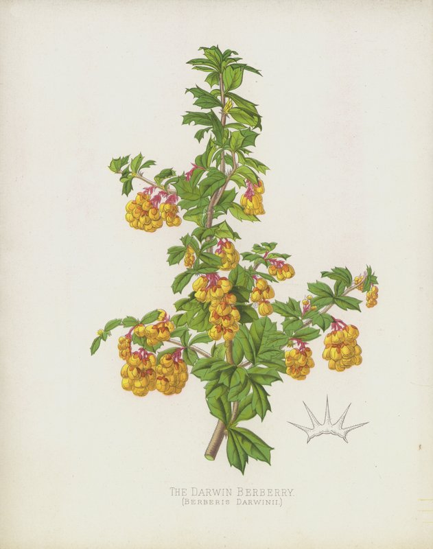 The Darwin Berberry, Berberis Darwinii de English School