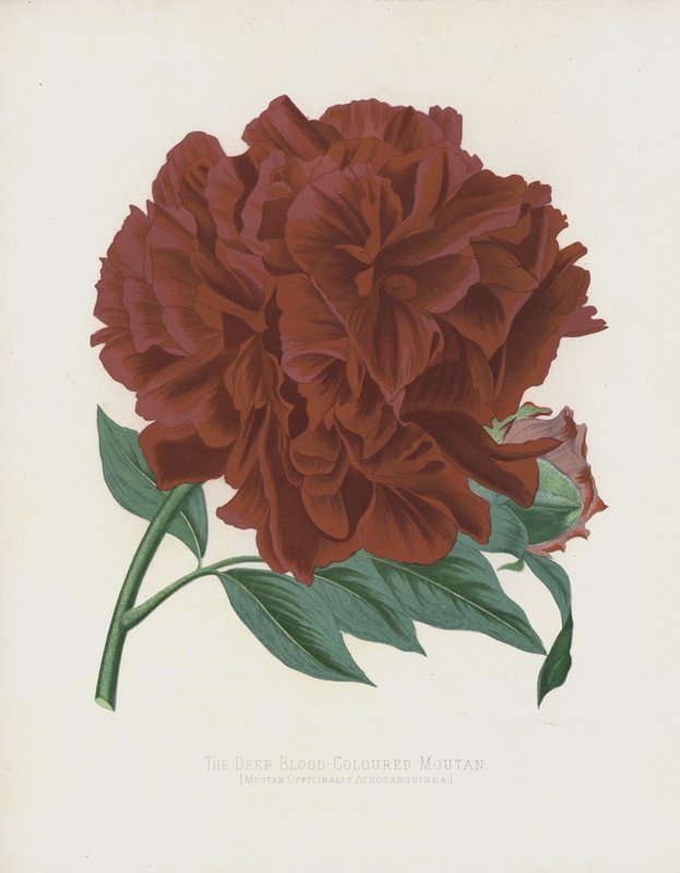 A profunda Moutan de cor de sangue, Moutan Officinalis; Atrosanguínea de English School