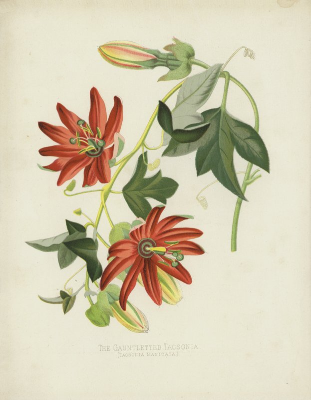 O Gauntletted Tacsonia, Tacsonia Manicata de English School