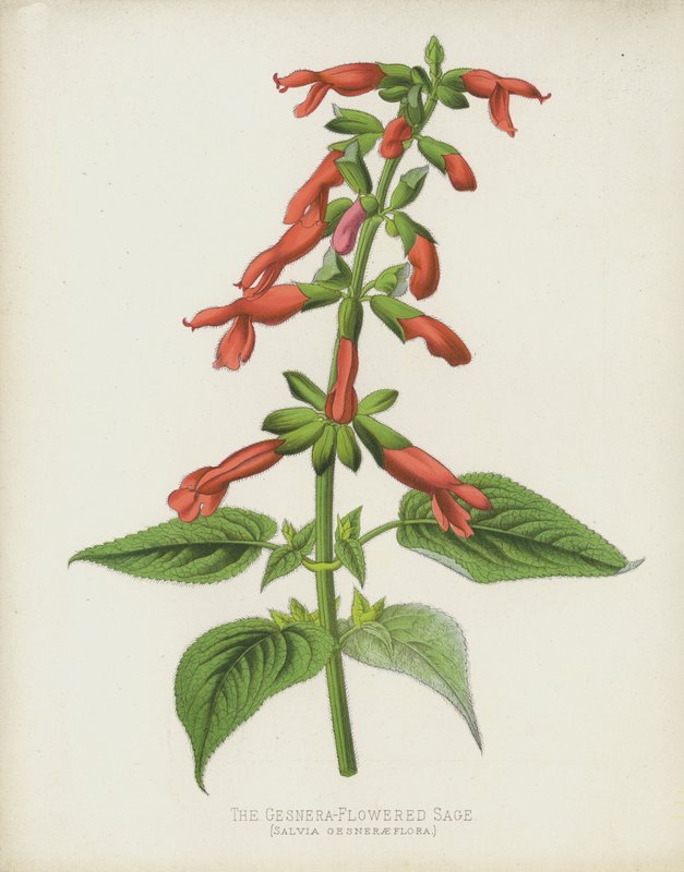 O Sábio Florescido de Gesnera, Salvia Gesneraeflora de English School