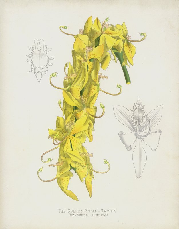 O Cisne Dourado-Orchis, Cycnoches Aureum de English School