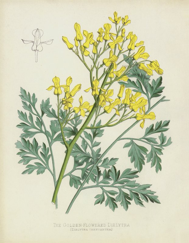 O Dielytra De Flor De Ouro, Dielytra Chrysantha de English School