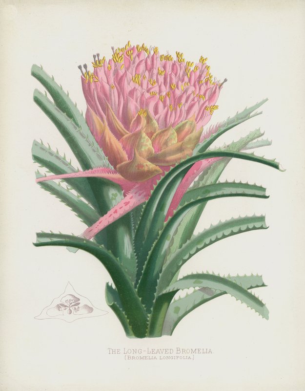 A Bromelia De Folhas Longas, Bromelia Longifolia de English School