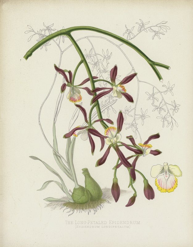 Epidendro de Pétala Longa, Epidendrum Longipetalum de English School