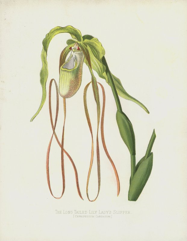 O Ladys-Slipper Long-Tailed, Cypripedium Caudatum de English School