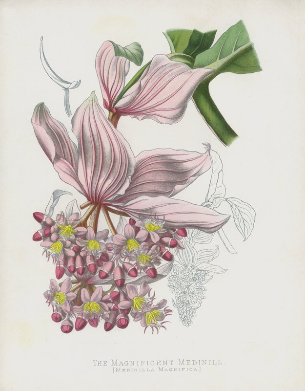 A magnífica Medinill, Medinilla Magnifica de English School