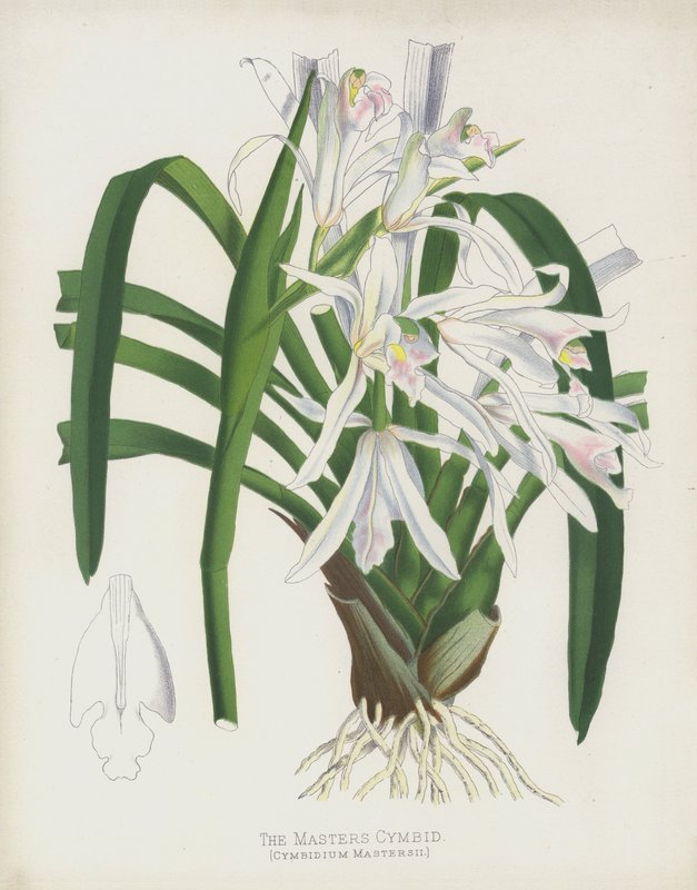 O Masters Cymbid, Cymbidium Mastersii de English School