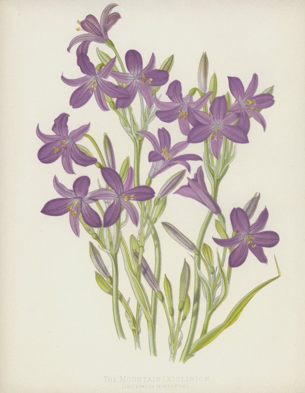 A Montanha Ixiolirion, Ixiolirion Montanum de English School