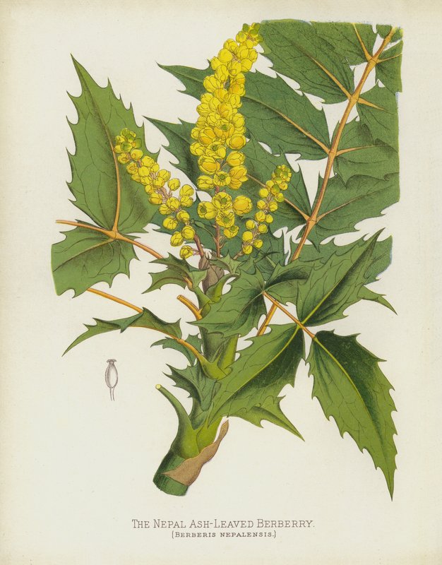 O Berberis Nepal Ash-Leaved, Berberis Nepalensis de English School