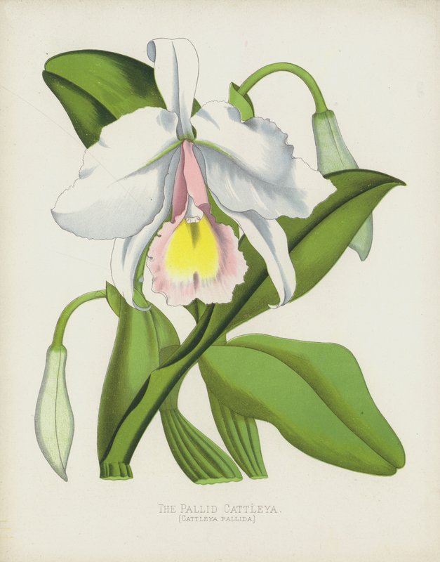 O Cattleya pálido, Cattleya Pallida de English School