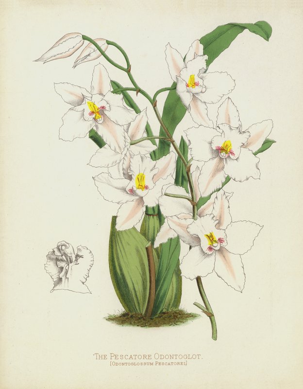 O pescador Odontoglot, Odontoglossum Pescatorei de English School