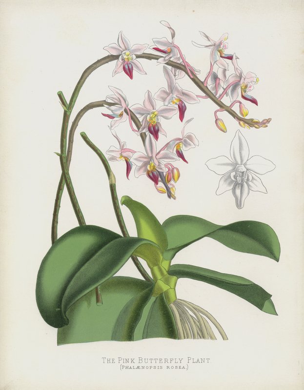 A planta de borboleta rosa, Phalaenopsis Rosea de English School