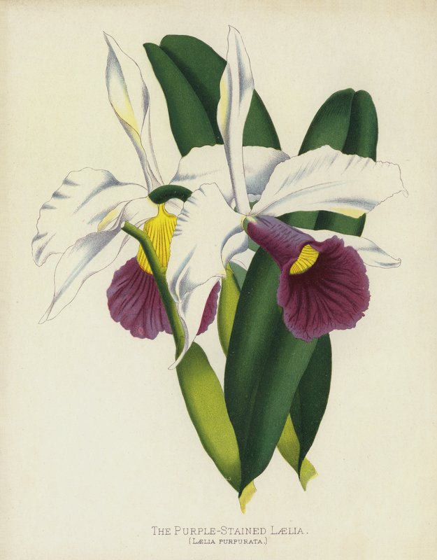 A Laelia Roxa-Manchada, Laelia Purpurata de English School
