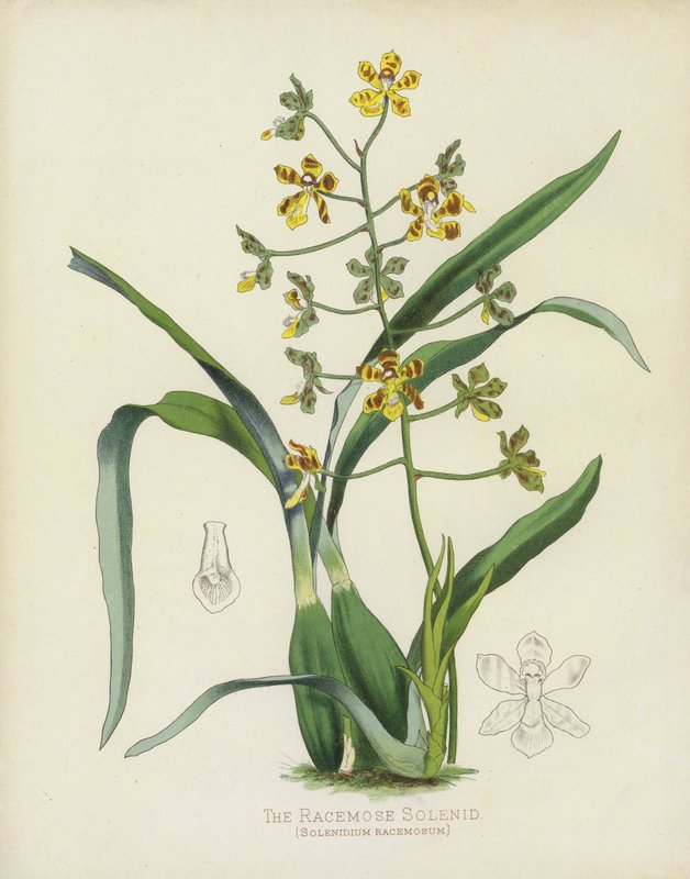 O Solenóide Racemose, Solenidium Racemosum de English School