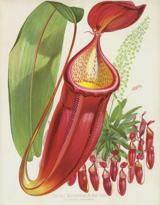Os Nepenthes Vermelhos, Nepenthes Sanguinea de English School