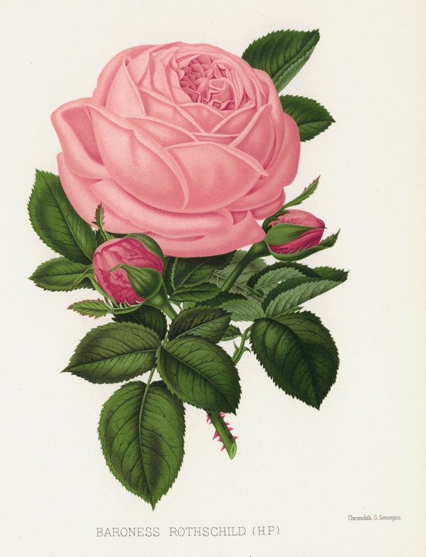 O Jardim de Rosas: Baronesa Rothschild, HP de English School