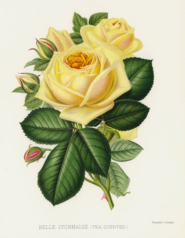 O Jardim de Rosas: Belle Lyonnaise, Tea Scented de English School