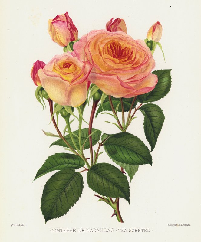 O jardim de rosas: Comtesse De Nadaillac, chá perfumado de English School