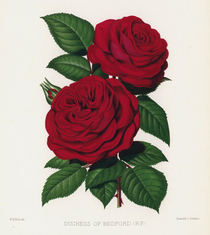 O Jardim das Rosas: Duquesa de Bedford, HP de English School
