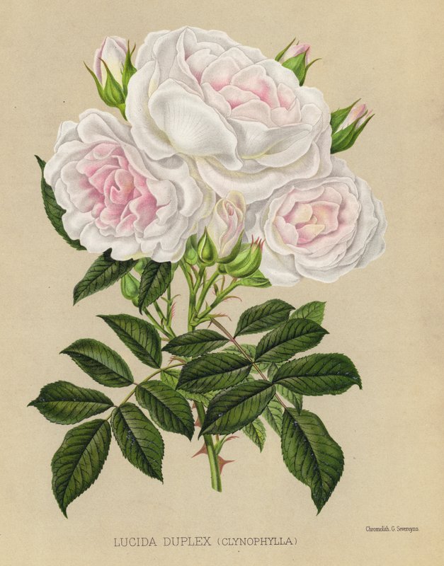 O Jardim de Rosas: Lucida Duplex, Clynophylla de English School