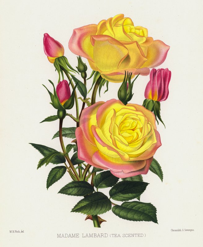 O jardim de rosas: Madame Lambard, chá perfumado de English School