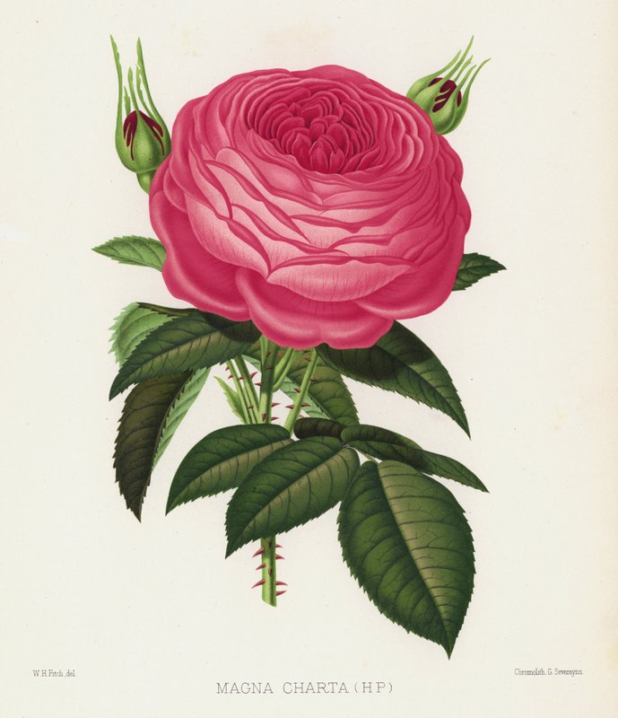 O Jardim das Rosas: Magna Charta, HP de English School