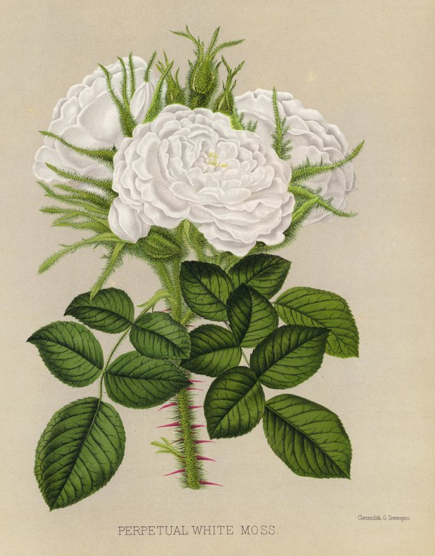O jardim de rosas: musgo branco perpétuo de English School