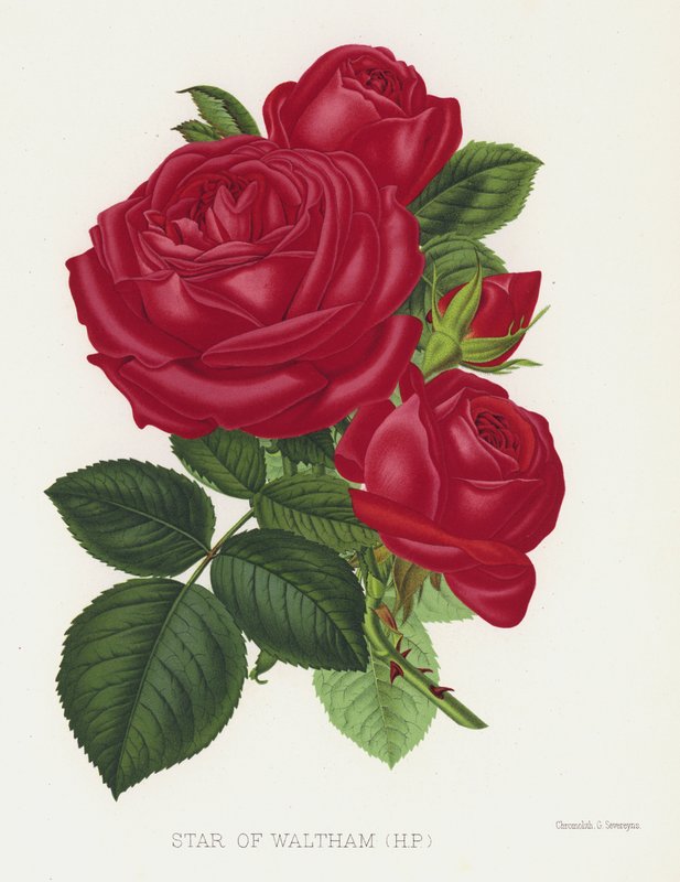 O jardim das rosas: Estrela de Waltham, HP de English School