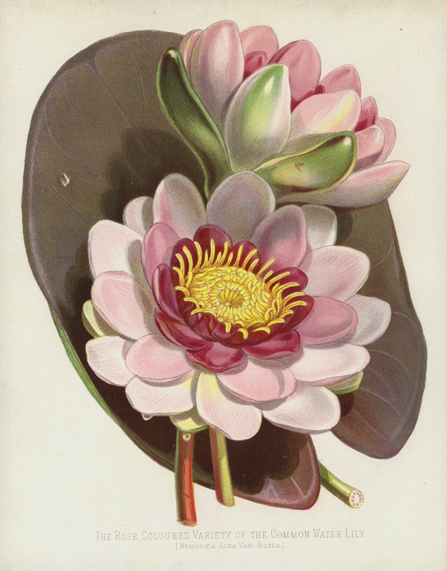 A variedade de cor-de-rosa do lírio de água comum, Nymphaea Alba, var Rosea de English School