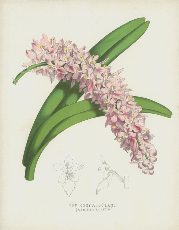 A planta de ar rosado, Aerides Roseum de English School
