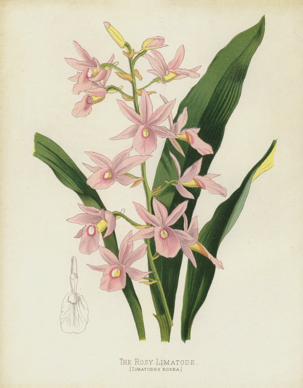 O Rosado Limatode, Limatodes Rosea de English School