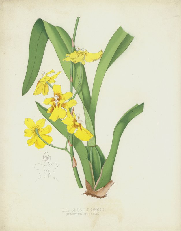 O Oncid Sessile, Oncidium Sessile de English School