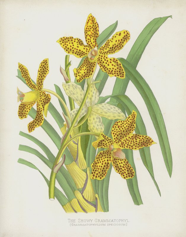 O Grammatophyl Showy, Grammatophyllum Speciosum de English School