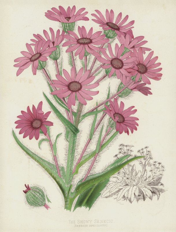 O Showy Senecio, Senecio Speciosus de English School