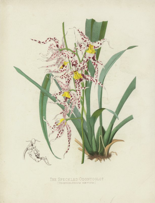 The Speckled Odontoglot, Oncidium Naevium de English School