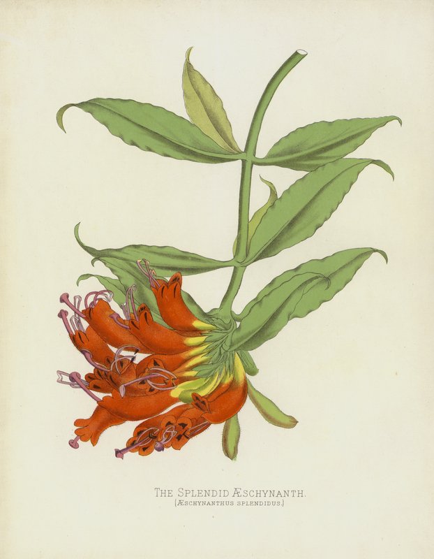 O Splendid Aeschynanthus, Aeschynanthus Magnífico de English School