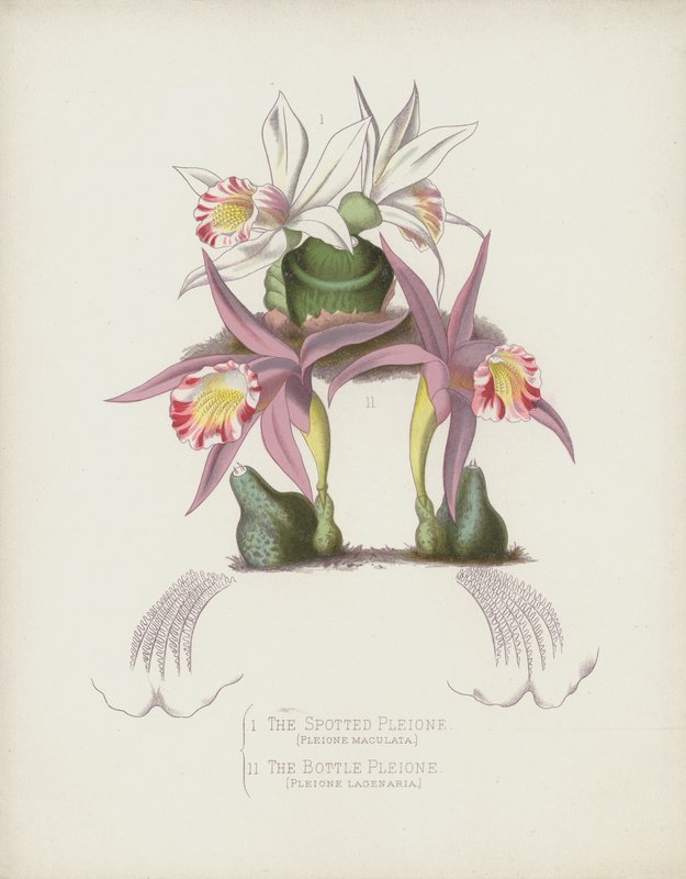 O Pleion Spotted, Pleione Maculata; A garrafa Pleione, Pleione Lagenaria de English School