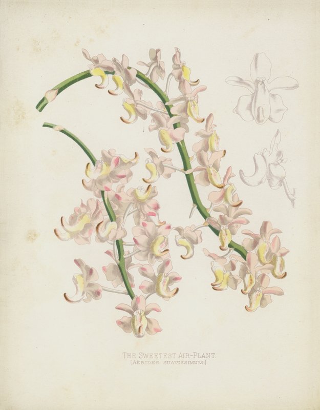 O mais doce Air-Plant, odor Cattleya de English School