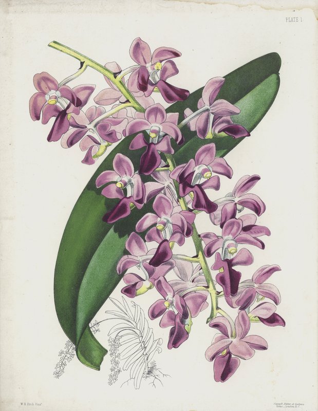A planta de ar de folhas grossas, Aerides Crassifolium de English School