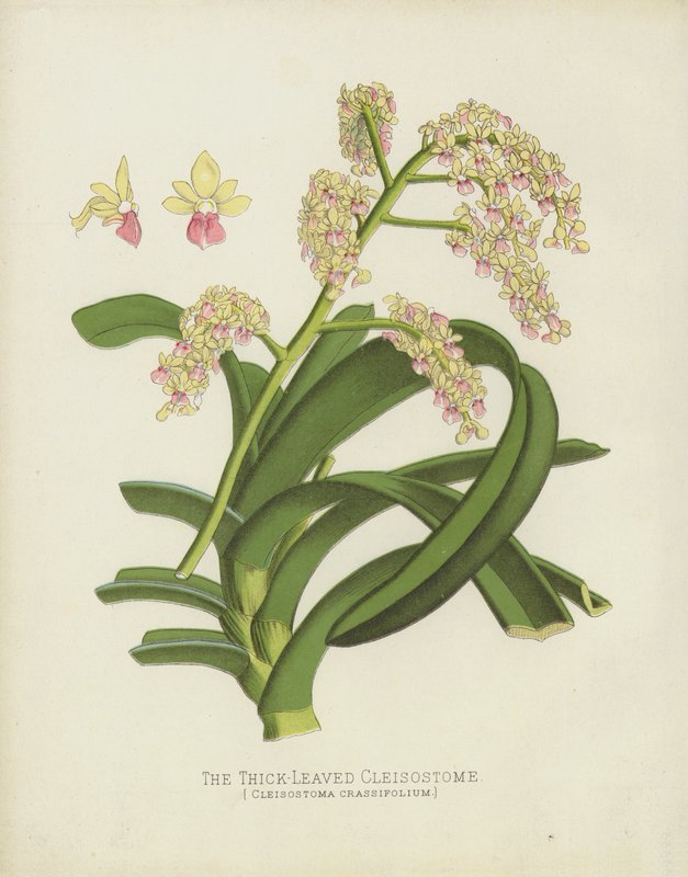 The Thick-Leaved Cleisostome, Cleisostoma Crassifolium  de English School