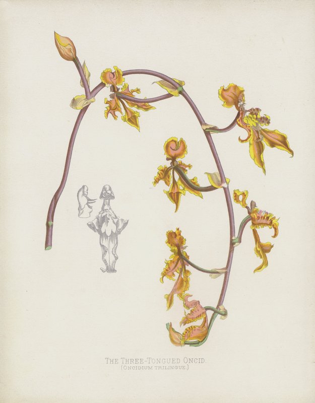 O Oncid de Três Línguas, Oncidium Trilingue de English School