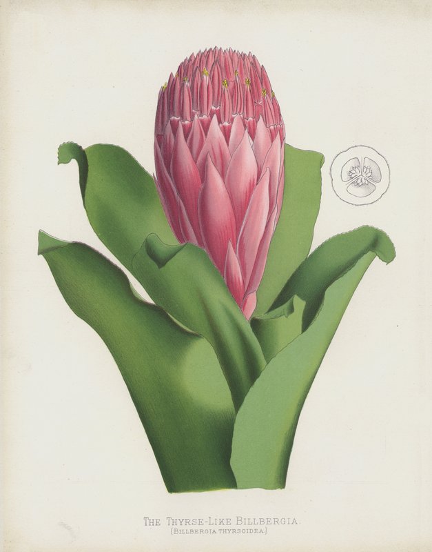 O Billbergia Thyrse-Like, Billbergia Thrysoidea de English School