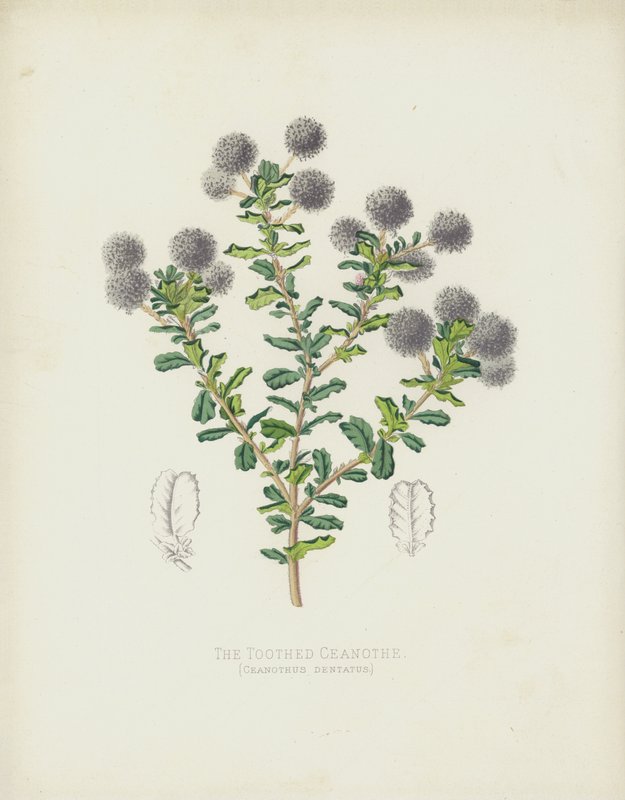 O dentado Ceanothe, Ceanothus Dentatus de English School