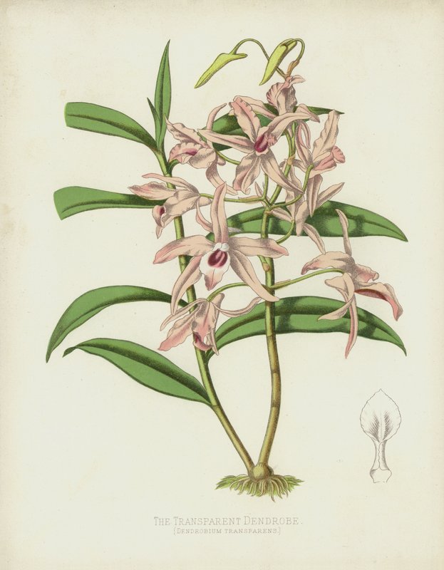 The Transparent Dendrobe, Dendrobium Transparency de English School